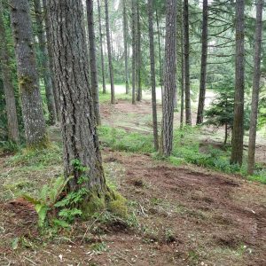Forest Under-brushing/Fence Line Clearing